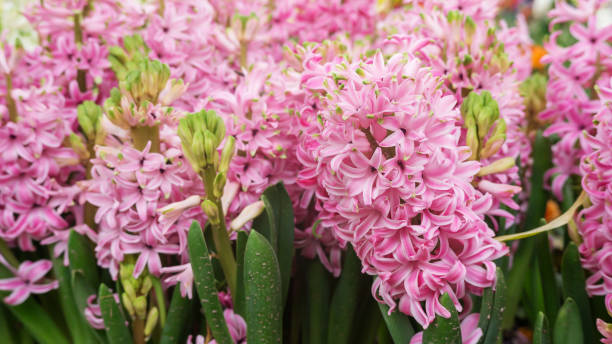 istock Pink Hyacinth flower in a garden. 934645766
