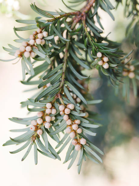 istock Yew Tree (Taxus baccata) Macro of Male Flowers 934650038