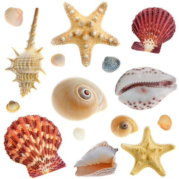 istock Set of sea cockleshells 93465250