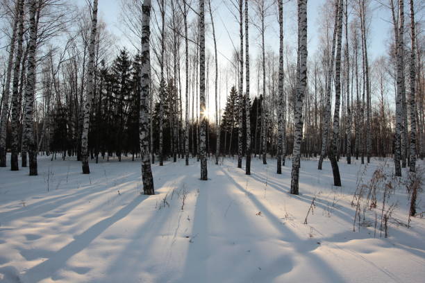 istock winter landscape with birch trees and long shadows in the setting sun 934652864