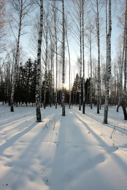 istock winter landscape with birch trees and long shadows in the setting sun 934652866