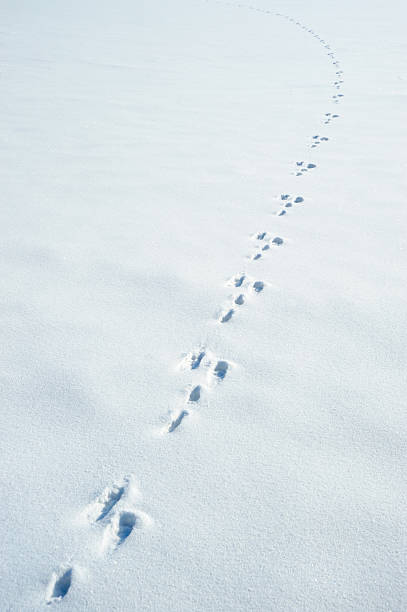 istock Traces of a hare on  snow 93465329