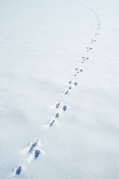 Traces of a hare on  snow stock photo