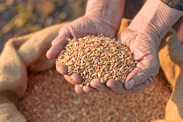 istock Wheat and hands of the old farmer 93465380