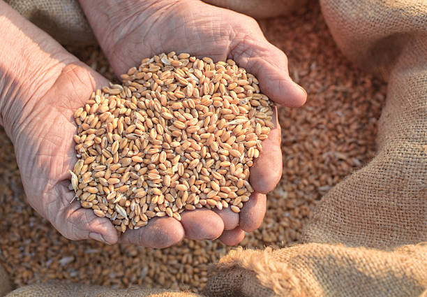 istock Wheat and hands of the old farmer 93465490