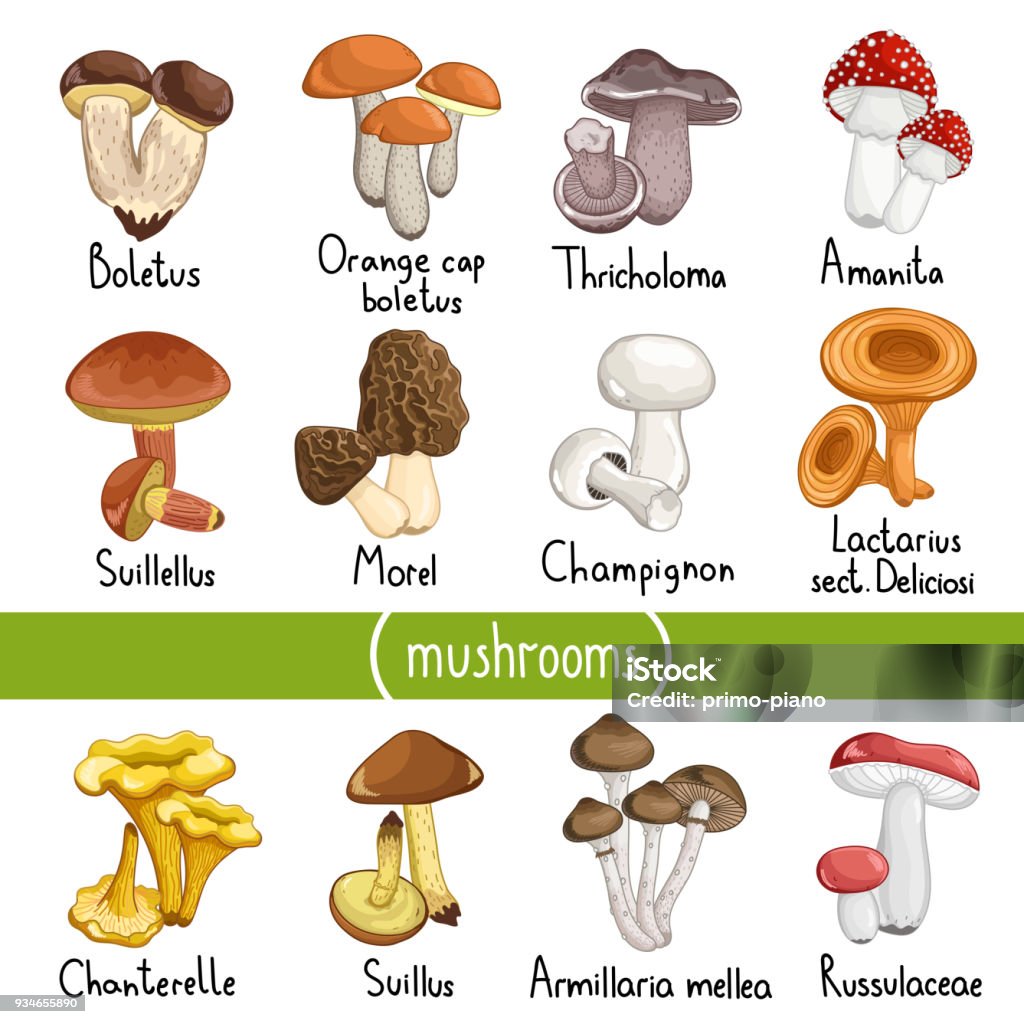 버섯 벡터 일러스트 레이 션의 종류 가을에 대한 스톡 벡터 아트 및 기타 이미지 - 가을, 갈색, 건강한 생활방식 - Istock