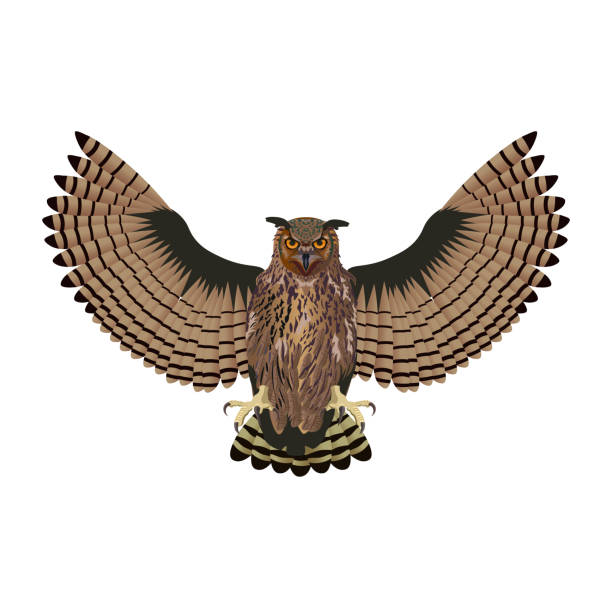 Eagle-owl bird Attacking owl with open wings. Vector illustration isolated on white background drawing-of-owl-wings-spread stock illustrations