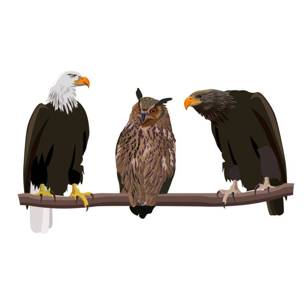 greifvogel-set - white tailed eagle sea eagle eagle sea stock-grafiken, -clipart, -cartoons und -symbole