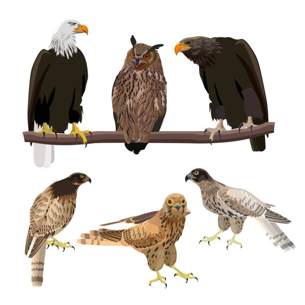 zestaw ptaków drapieżnych - eurasian buzzard stock illustrations