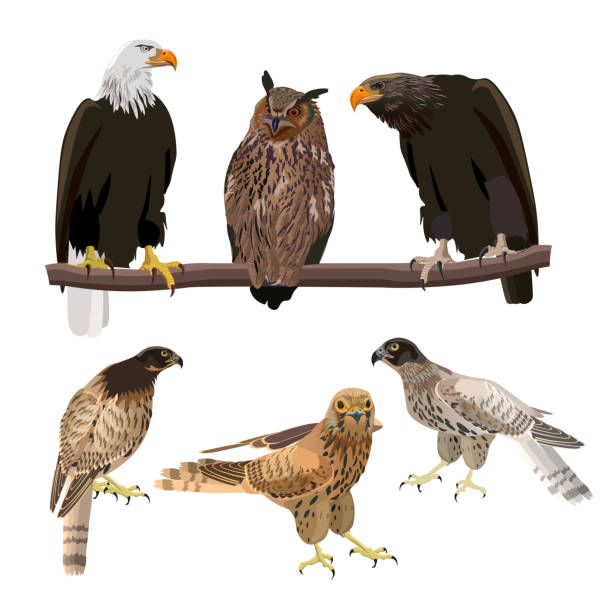 ilustrações de stock, clip art, desenhos animados e ícones de birds of prey set - eurasian buzzard