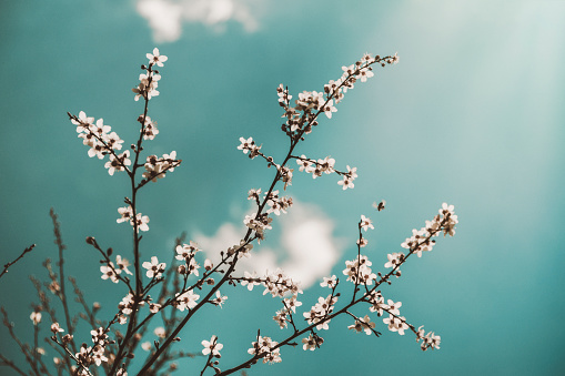 Cherry branches full of buds and flowers. One of the first plants to flower in early spring. Busy bee can be seen near the centre of the frame.