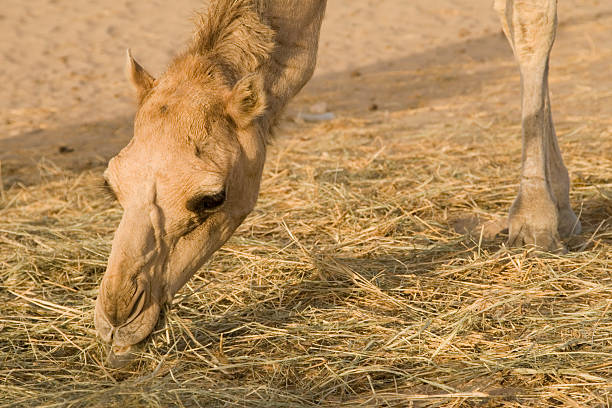 wielbłąd na pustyni (zea - sandscape zdjęcia i obrazy z banku zdjęć