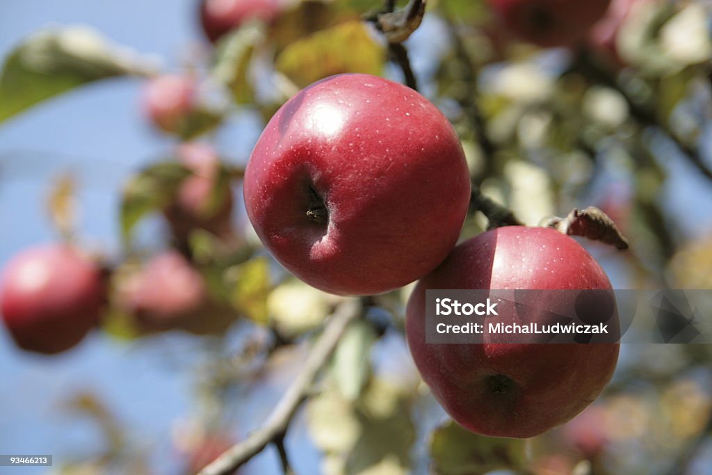 Manzanas - Foto de stock de Aire libre libre de derechos