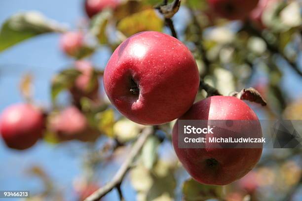 Manzanas Foto de stock y más banco de imágenes de Aire libre - Aire libre, Color - Tipo de imagen, Crecimiento