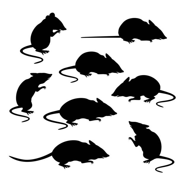 sylwetki wektora myszy - mouse rodent animal field mouse stock illustrations