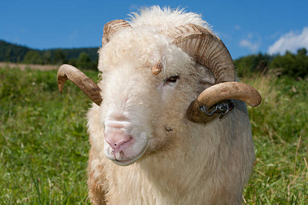 istock Portrait of a Ram 93466334