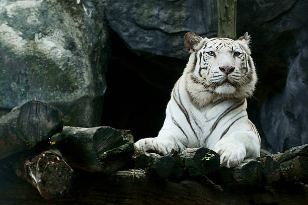 Tigre-da-Bengala branca - foto de acervo