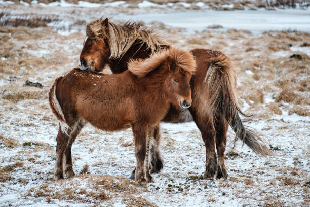 istock Typical Icelandic hairy horse grazing in snow. 934667134