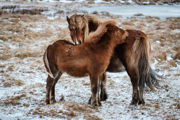 istock Typical Icelandic hairy horse grazing in snow. 934667176