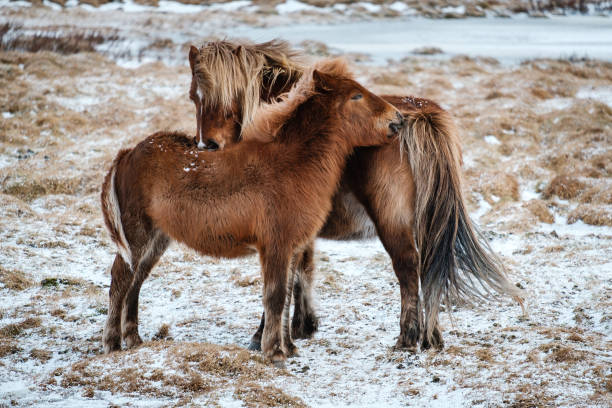 istock Typical Icelandic hairy horse grazing in snow. 934667190