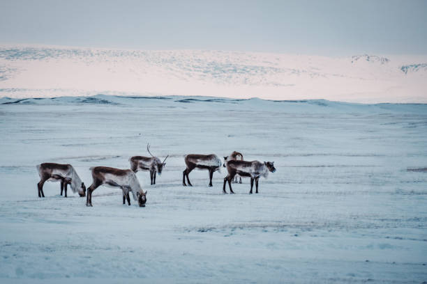 istock Icelandic reindeer in winter landscape. 934667486