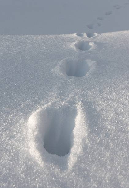 무스 트랙 - snow footprint winter animal track 뉴스 사진 이미지