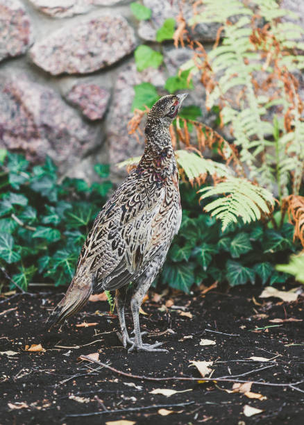 istock Female pheasant walking on ground in summer garden 934669774