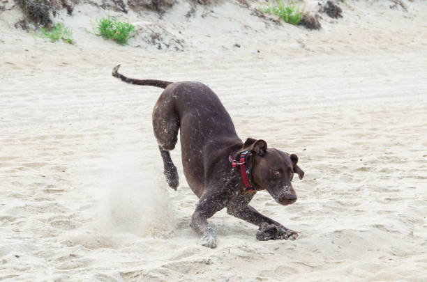 braco de alemão brincando na praia. - edithvale - fotografias e filmes do acervo