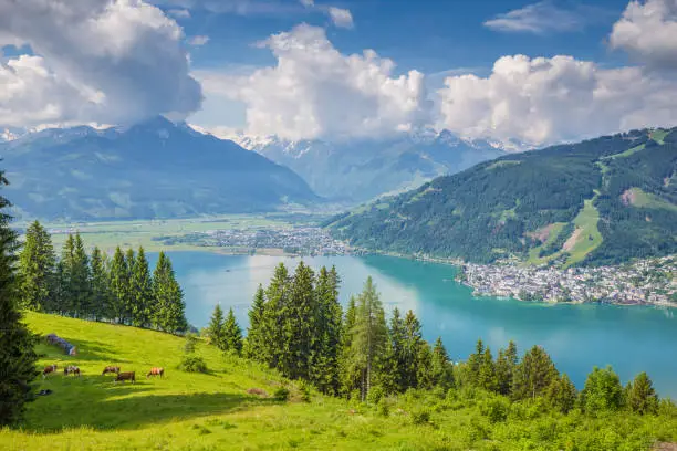 Panoramic view of beautiful scenery in the Alps with clear lake and green meadows full of blooming flowers on a sunny day with blue sky and clouds in springtime, Zell am See, Salzburger Land, Austria