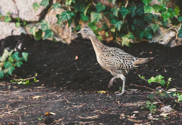 istock Female pheasant walking on ground in summer garden 934670028
