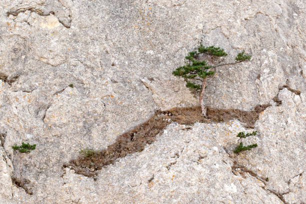 istock A lonely tree growing in the middle of the rock. 934670474