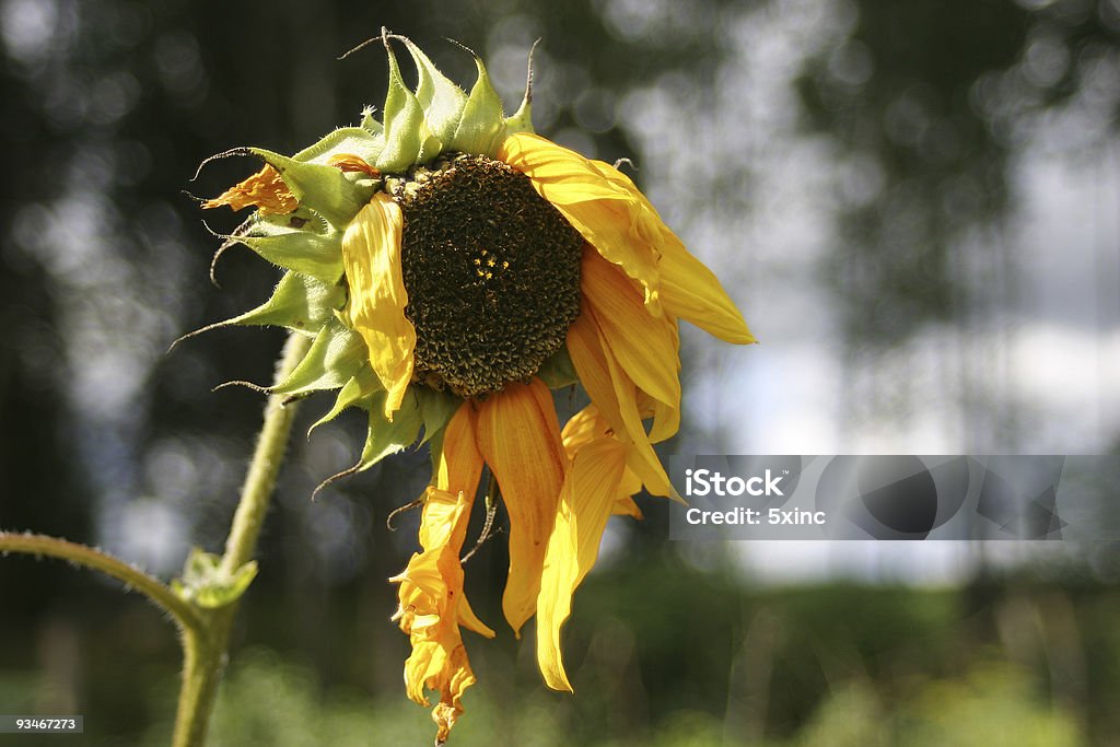 Old Sonnenblume - Lizenzfrei Alterungsprozess Stock-Foto