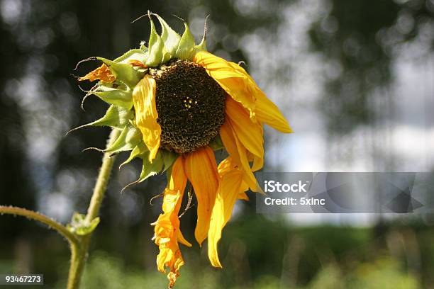 Old Sonnenblume Stockfoto und mehr Bilder von Alterungsprozess - Alterungsprozess, Sonnenblume, Abgestorbene Pflanze