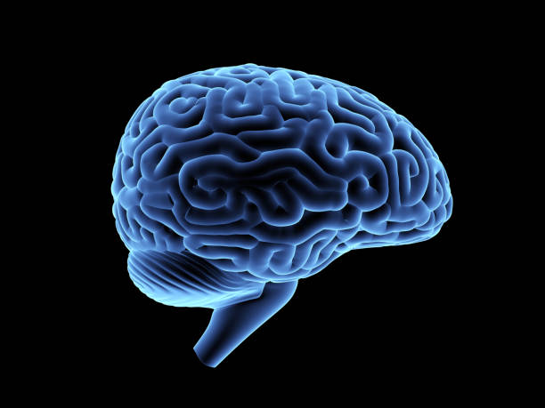 istock mri of human brain, anatomical illustration. 934675998
