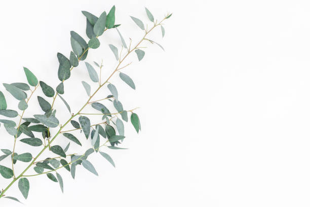 istock Eucalyptus leaves on white background. Flat lay, top view 934676218