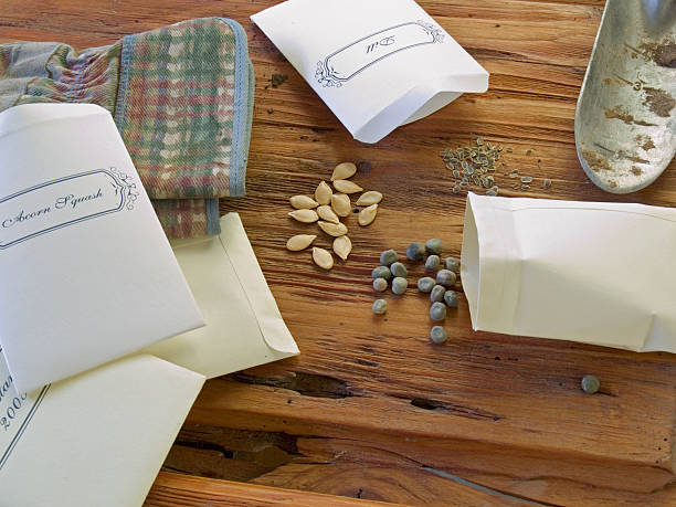 Garden vegetable seeds in handmade envelopes: zuccini or pumpkin, peas and coriander with hote book, top view. Organize, plan and storage for seeds to keep them safe in winter.
