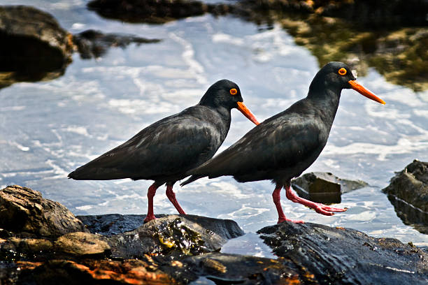 istock African oystercatchers on the rocks 93467917