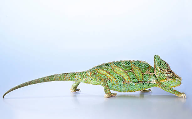 istock Yemen Chameleon in love 93468188