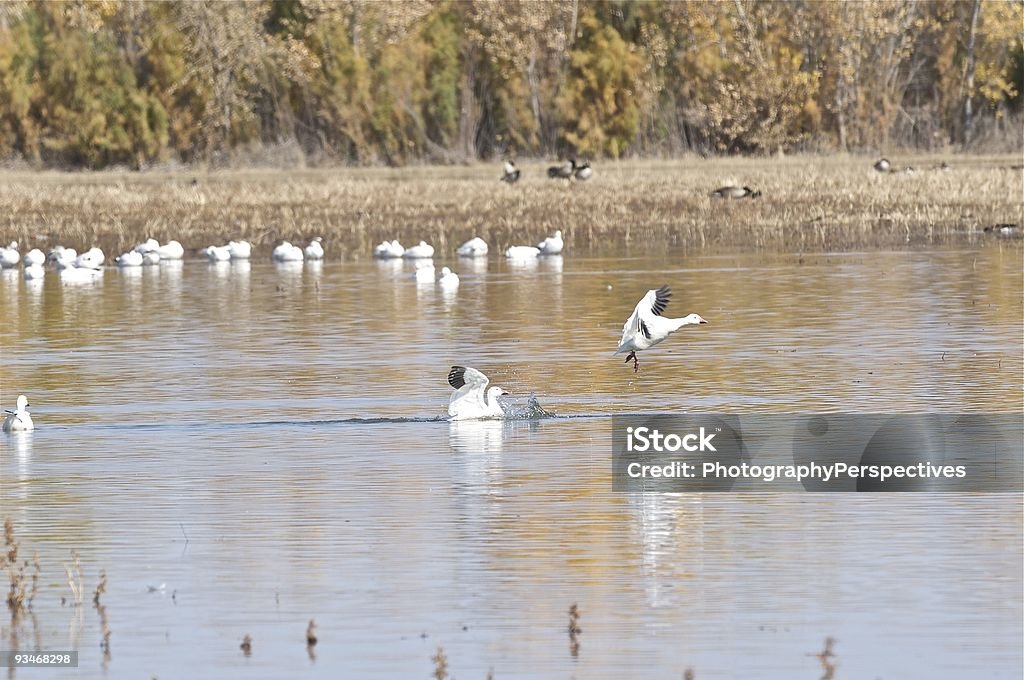Белый гусь Летающий низкой над водой. - Стоковые фото Bosque del Apache National Wildlife Reserve роялти-фри