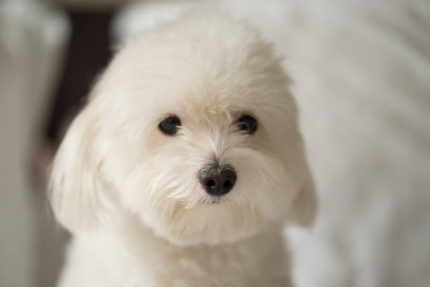 istock Cotton From Tulear puppy 934683004