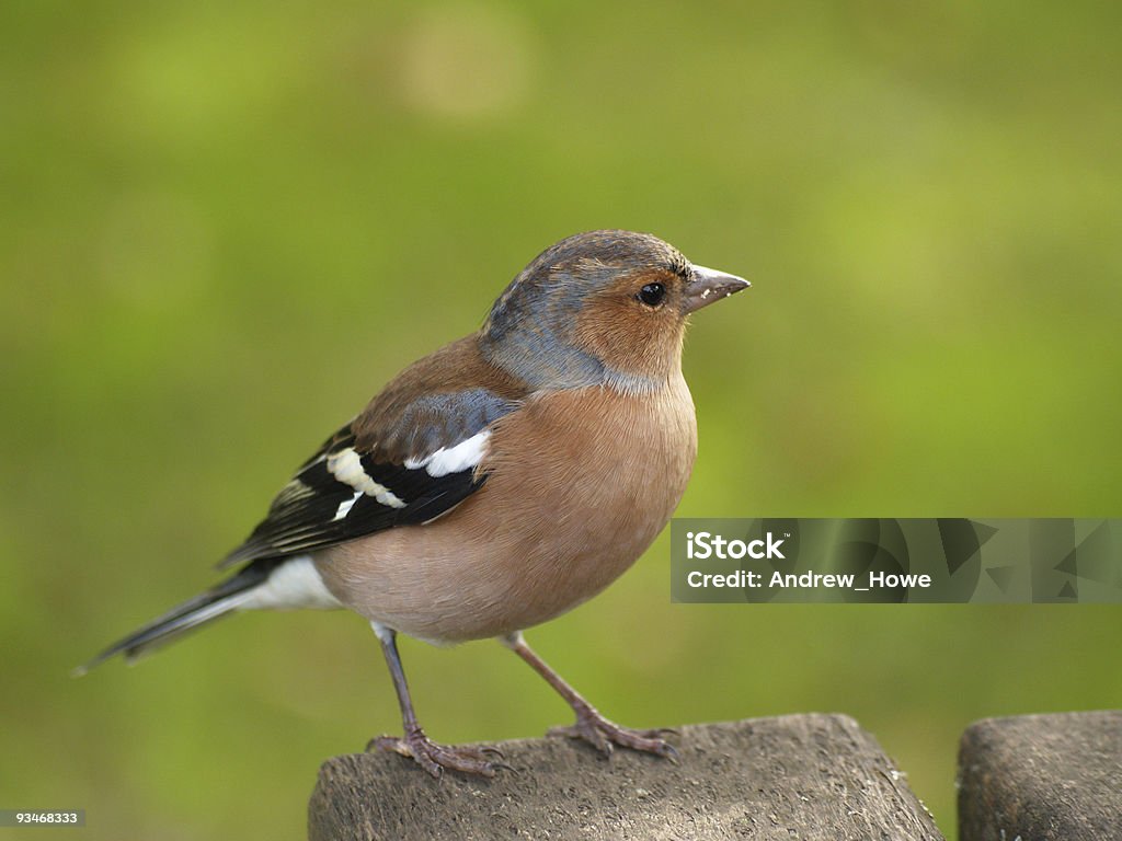 Pinzón vulgar (Fringilla coelebs) - Foto de stock de Aire libre libre de derechos