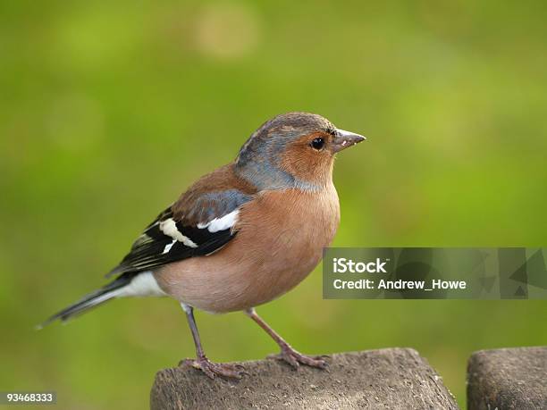 Tentilhão - Fotografias de stock e mais imagens de Animal macho - Animal macho, Ao Ar Livre, Ave canora