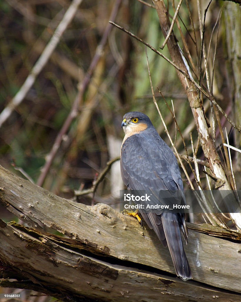 Sparrowhawk (Accipiter nisus) - Lizenzfrei Ast - Pflanzenbestandteil Stock-Foto