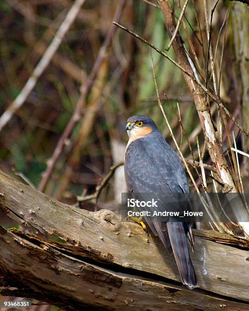 Sparrowhawk Stockfoto und mehr Bilder von Ast - Pflanzenbestandteil - Ast - Pflanzenbestandteil, Britische Kultur, Bunt - Farbton