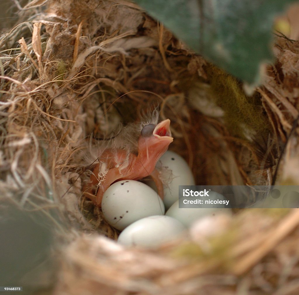 Bambino uccello - Foto stock royalty-free di Nido di uccello