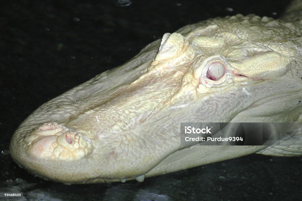 Albino Alligator Fotografia da Cabeça - Royalty-free Albino Foto de stock