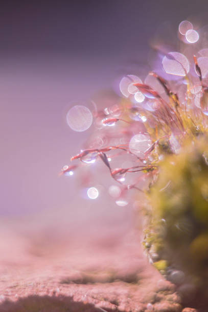 istock Close-Up Of Water Drops On Leaf 934685112