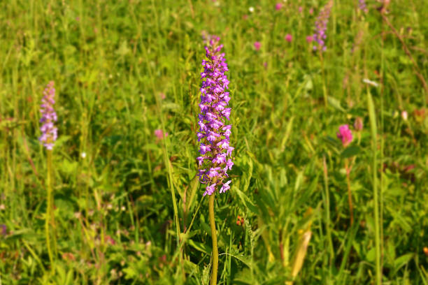 Wild flower in the meadow (Gymnadenia conopsea)