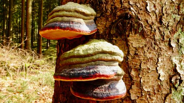istock Red belt conk, Fungus 934685320
