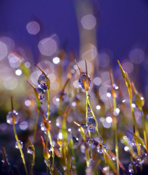 istock Close-Up Of Water Drops 934685422